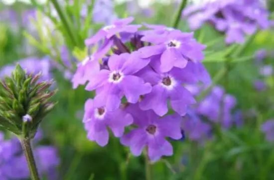花卉大全藍(lán)色花名有哪些_藍(lán)色的花名稱(chēng)大全_藍(lán)色花卉大全花名