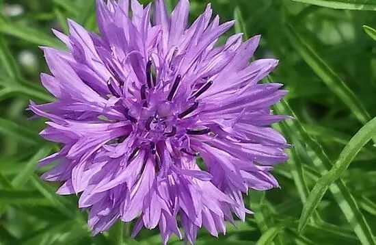 藍(lán)色花卉大全花名_藍(lán)色的花名稱(chēng)大全_花卉大全藍(lán)色花名有哪些