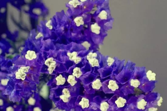 藍(lán)色的花名稱(chēng)大全_藍(lán)色花卉大全花名_花卉大全藍(lán)色花名有哪些