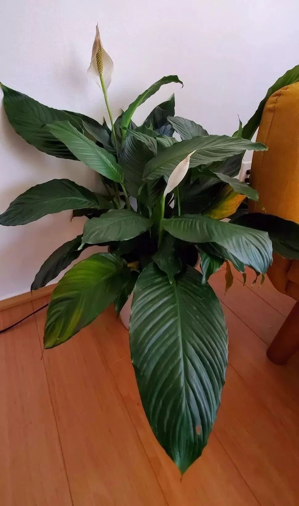 適合家里養的大型綠植有哪些_家庭養大型的綠植物好_家里養大型綠植好嗎