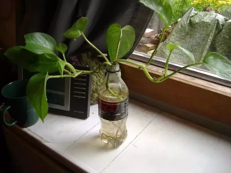 家庭養大型的綠植物好_家里養大型綠植好嗎_適合家里養的大型綠植有哪些