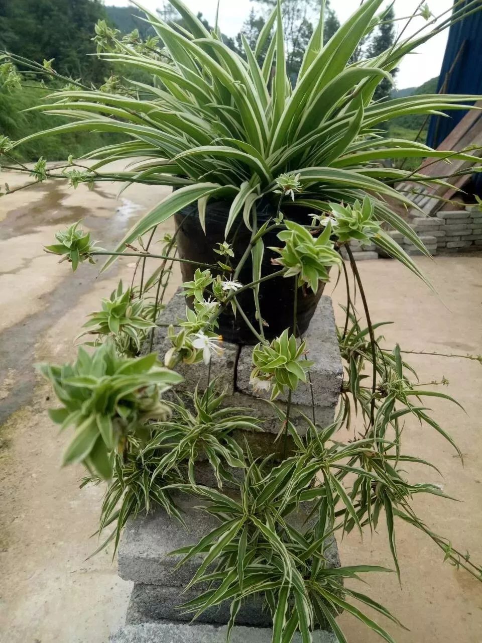 家里養大型綠植好嗎_家庭養大型的綠植物好_適合家里養的大型綠植有哪些