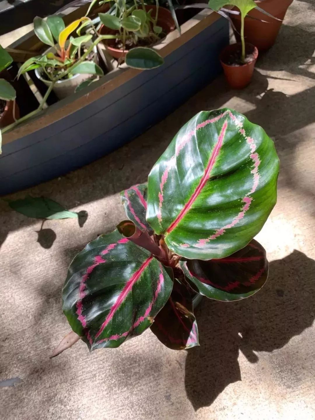 家庭養大型的綠植物好_家里養大型綠植好嗎_適合家里養的大型綠植有哪些