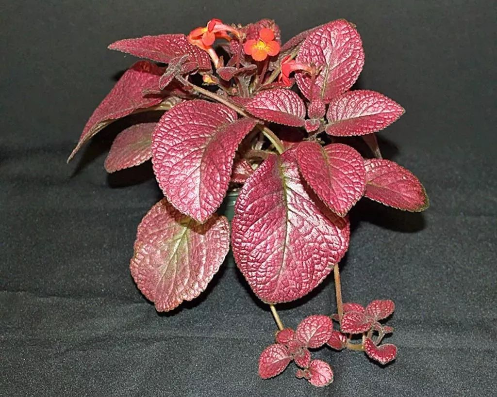 家庭養大型的綠植物好_家里養大型綠植好嗎_適合家里養的大型綠植有哪些