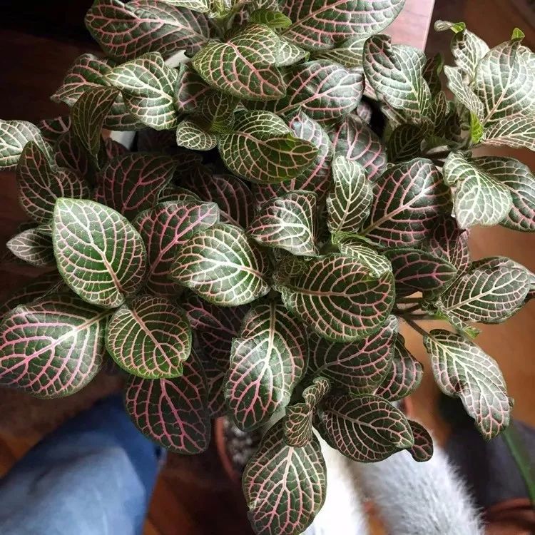 家庭養大型的綠植物好_適合家里養的大型綠植有哪些_家里養大型綠植好嗎