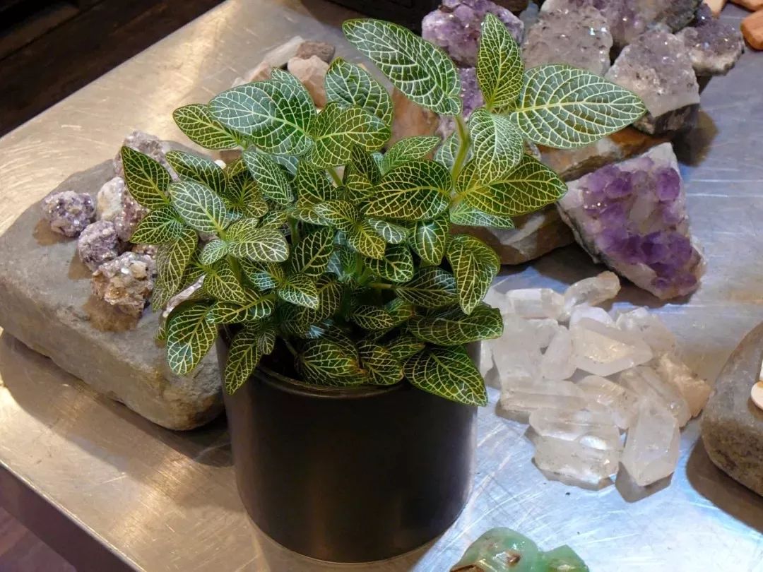 家庭養大型的綠植物好_家里養大型綠植好嗎_適合家里養的大型綠植有哪些