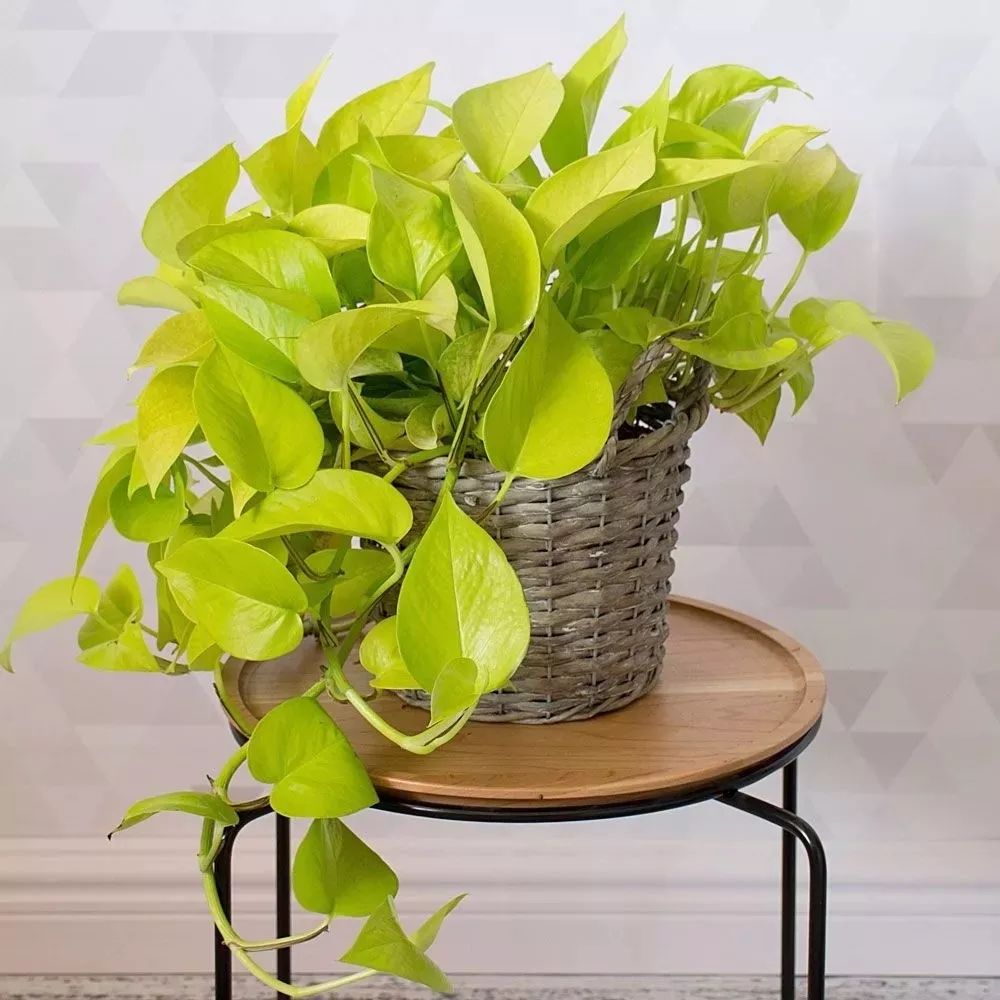 家庭養大型的綠植物好_家里養大型綠植好嗎_適合家里養的大型綠植有哪些