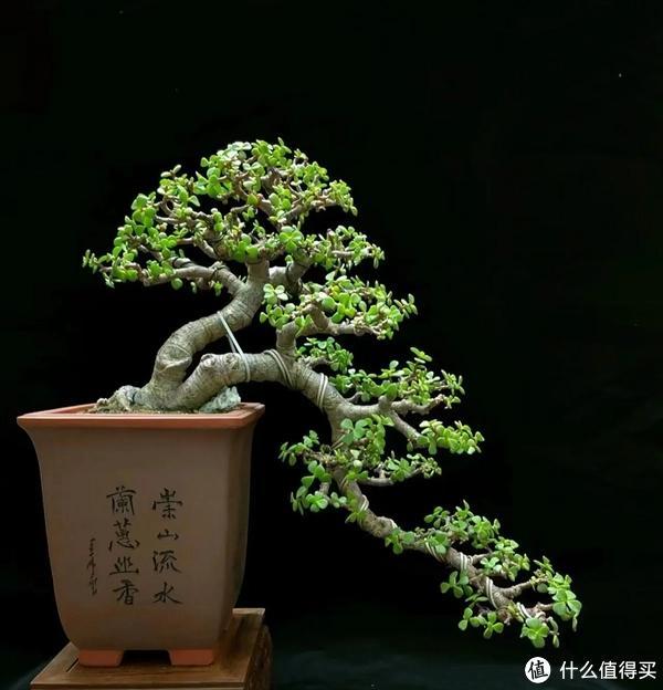 家里客廳適合養什么植物_客廳養植物適合家里放什么_客廳適合養植物好風水