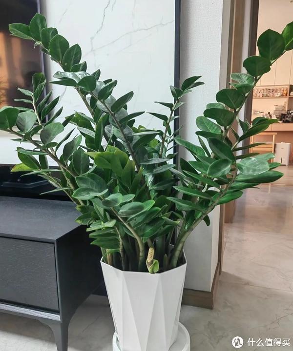 家里客廳適合養什么植物_客廳適合養植物好風水_客廳養植物適合家里放什么