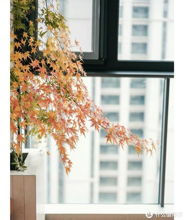 客廳養植物適合家里放什么_家里客廳適合養什么植物_客廳適合養植物好風水