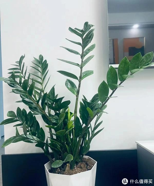 客廳適合養植物好風水_客廳養植物適合家里放什么_家里客廳適合養什么植物