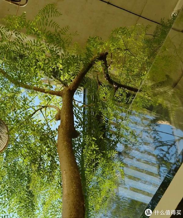 客廳適合養植物好風水_客廳養植物適合家里放什么_家里客廳適合養什么植物