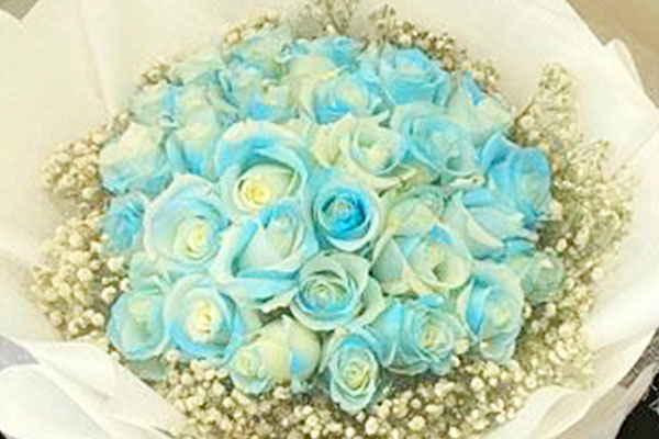 黑騎士玫瑰和碎冰藍玫瑰哪個更適合送給爸爸？