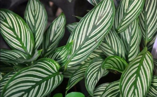 室內凈化空氣的植物，花友們常選這5種，美觀大方