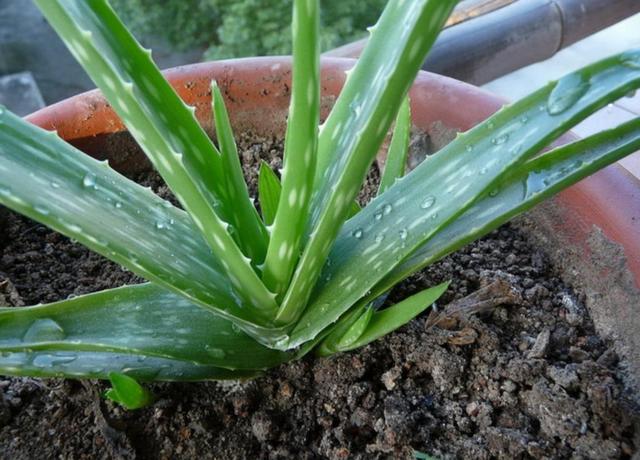 室內凈化空氣花_凈化養空氣花家里可以種植嗎_養什么花可以凈化家里空氣