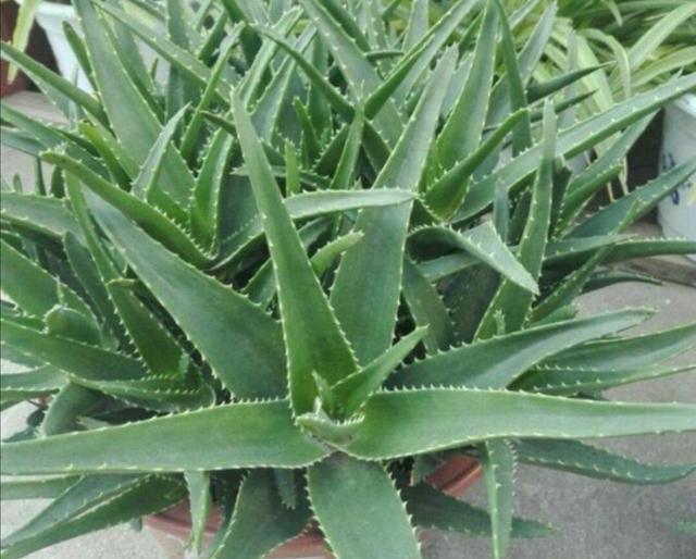 室內凈化空氣花_凈化養空氣花家里可以種植嗎_養什么花可以凈化家里空氣