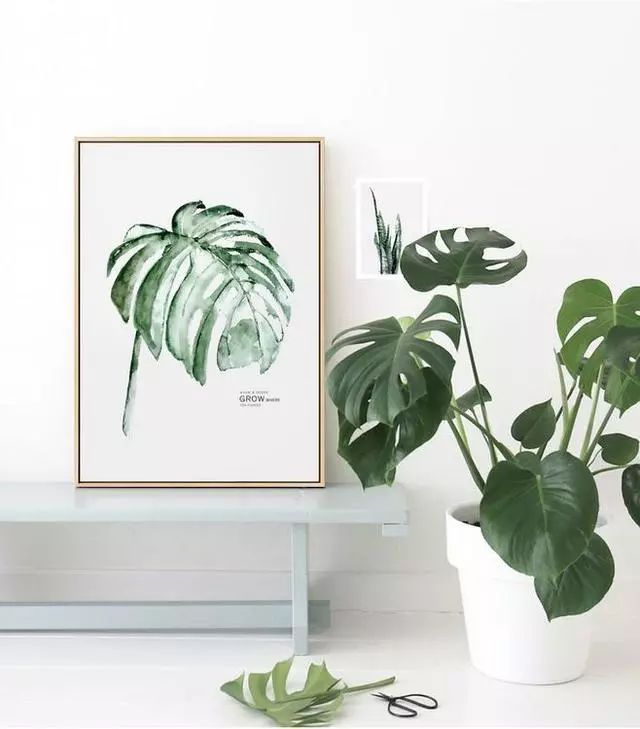 玄關鞋柜上放什么綠植好_玄關鞋柜放什么植物好_玄關鞋柜擺什么花