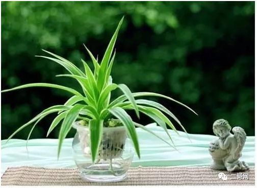 送花給同學的祝福語_送花給同學_送同學的花