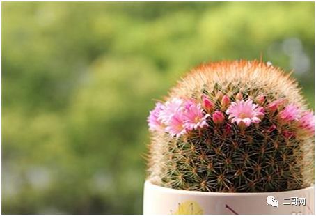 送花給同學的祝福語_送花給同學_送同學的花