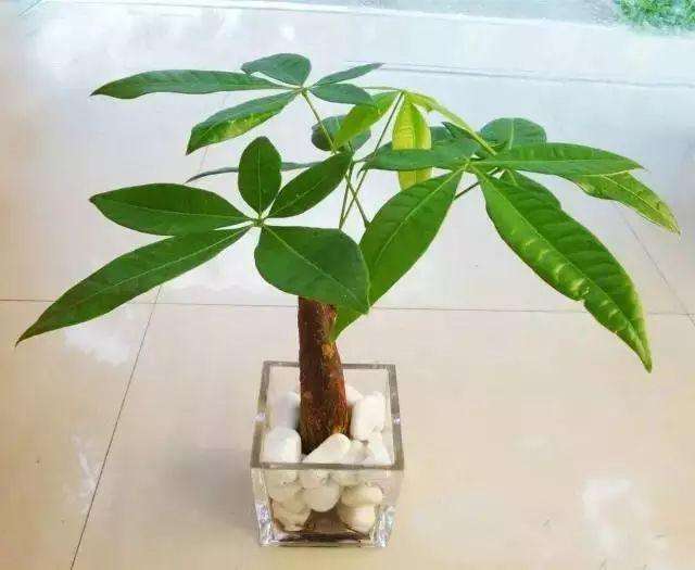 最適合養(yǎng)在家里的花都是什么_什么花適合在家里養(yǎng)_在家養(yǎng)適合花里放什么