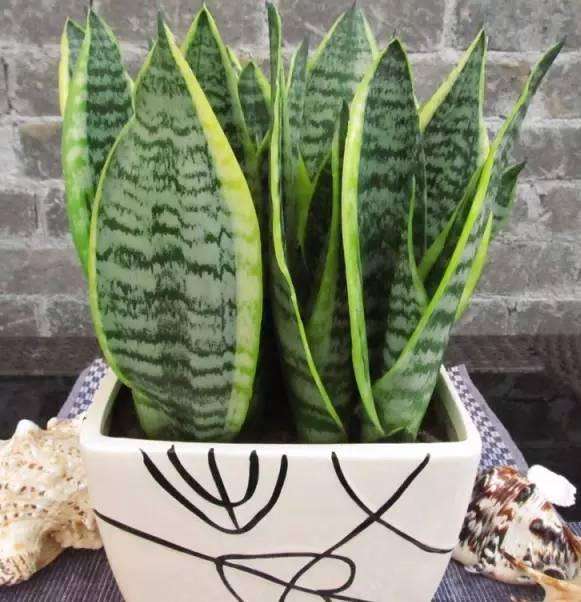 什么花適合在家里養(yǎng)_在家養(yǎng)適合花里放什么_最適合養(yǎng)在家里的花都是什么