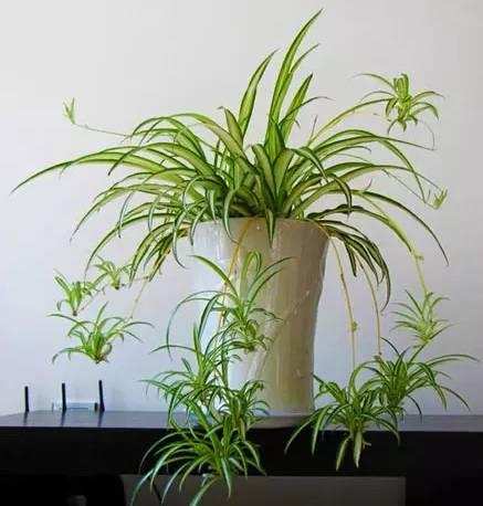 在家養(yǎng)適合花里放什么_什么花適合在家里養(yǎng)_最適合養(yǎng)在家里的花都是什么