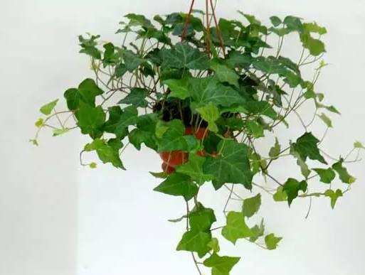 什么花適合在家里養(yǎng)_在家養(yǎng)適合花里放什么_最適合養(yǎng)在家里的花都是什么