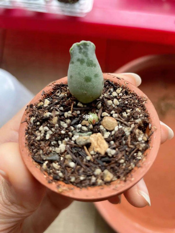 海豹多肉葉插多久發芽 海豹多肉葉插需多久才能生根發芽？