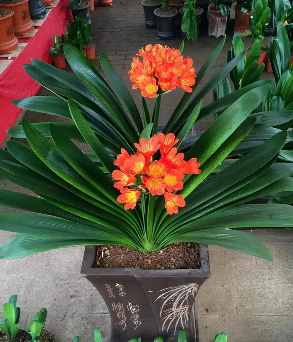 客廳綠植適合放家里嗎_家里客廳適合放什么綠植_客廳適合擺放綠植