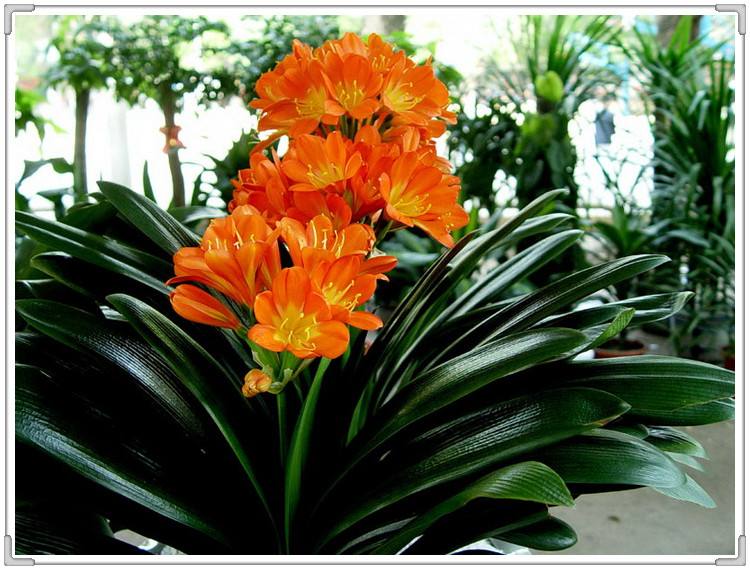 家里客廳適合放什么綠植_客廳適合擺放綠植_客廳綠植適合放家里嗎