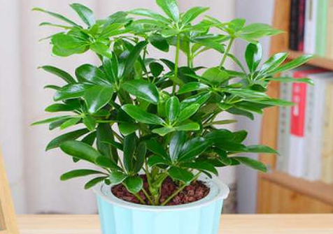 五種適合家庭養的吉祥花，耐久易養，省心又美麗！
