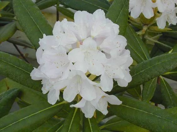 冬養(yǎng)綠植天可以淋雨嗎_冬天可養(yǎng)的綠植_冬養(yǎng)綠植天可以澆水嗎