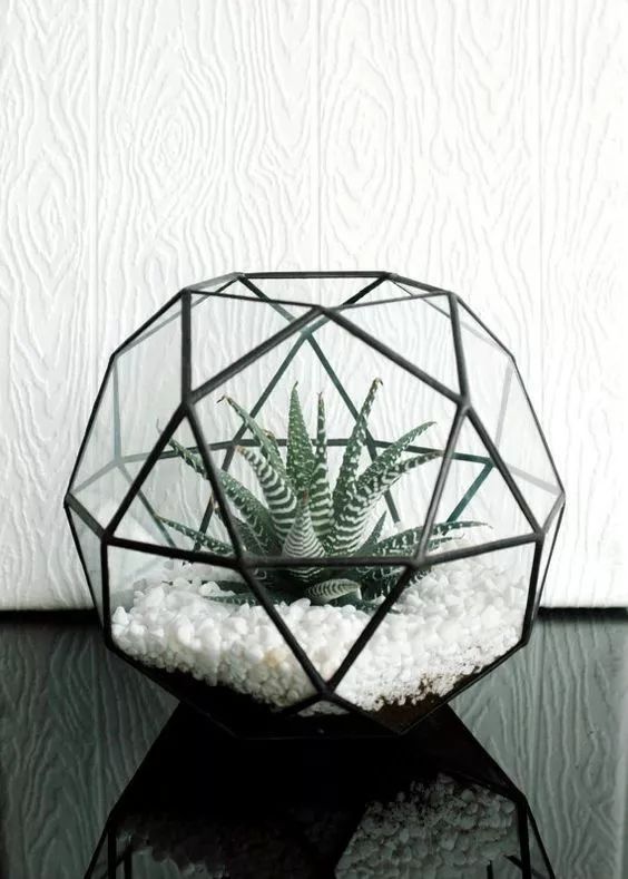 冬養(yǎng)綠植天可以淋雨嗎_冬天可養(yǎng)的綠植_冬養(yǎng)綠植天可以澆水嗎