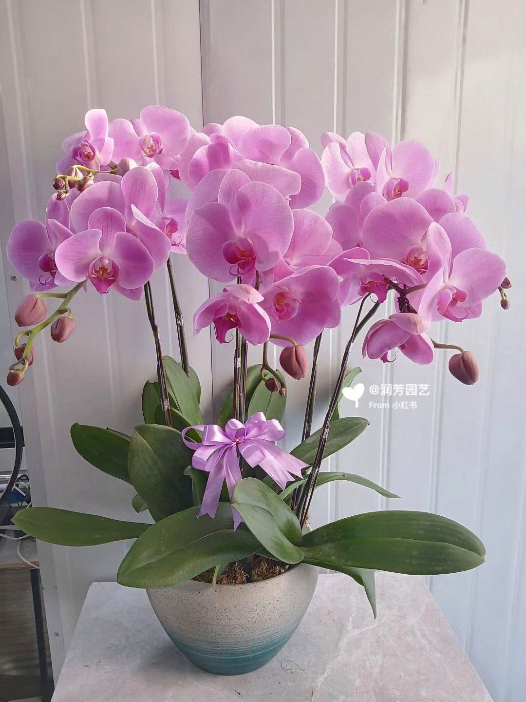養室外室內蝴蝶蘭好嗎_養室外室內蝴蝶蘭好不好_蝴蝶蘭室內養還是室外養