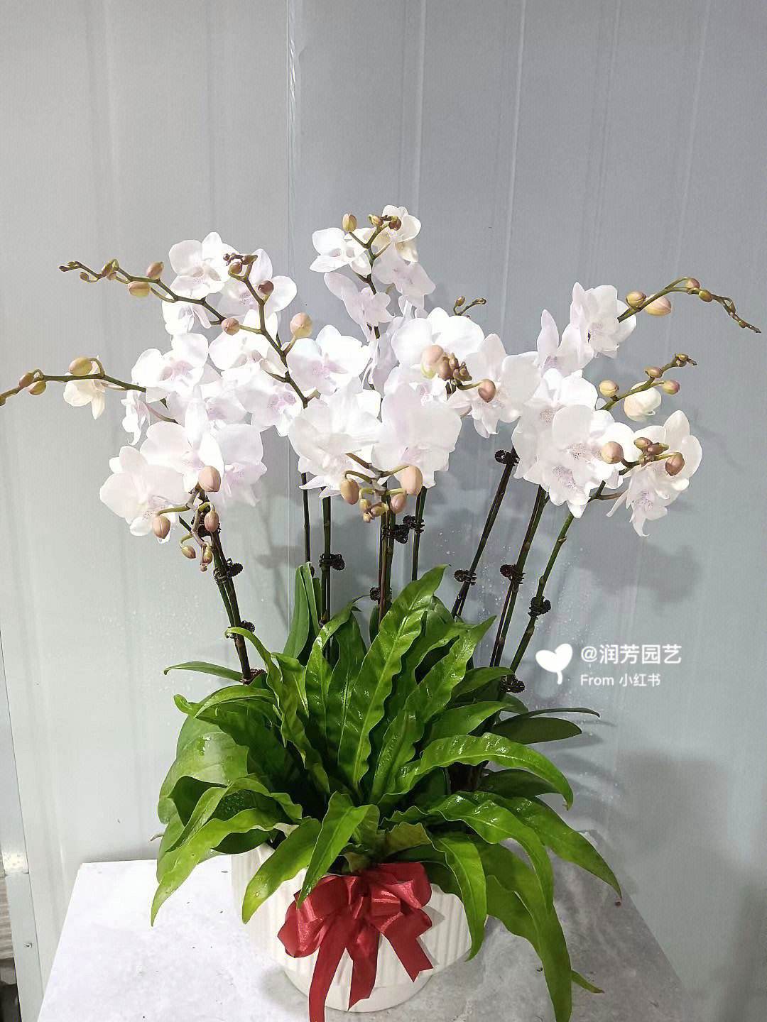 養室外室內蝴蝶蘭好嗎_養室外室內蝴蝶蘭好不好_蝴蝶蘭室內養還是室外養