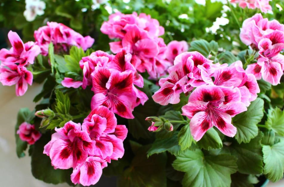 夏天養了4種漂亮的花，冒花苞后別淋雨，不然花期會縮短