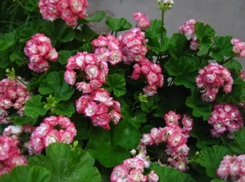 陽臺四季開花好養花卉推薦_陽臺四季開花種植推薦_適合陽臺一年四季開花