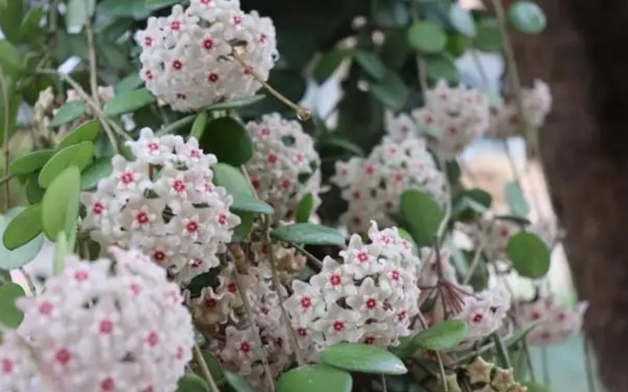 陽臺四季開花種植推薦_陽臺四季開花好養花卉推薦_適合陽臺一年四季開花