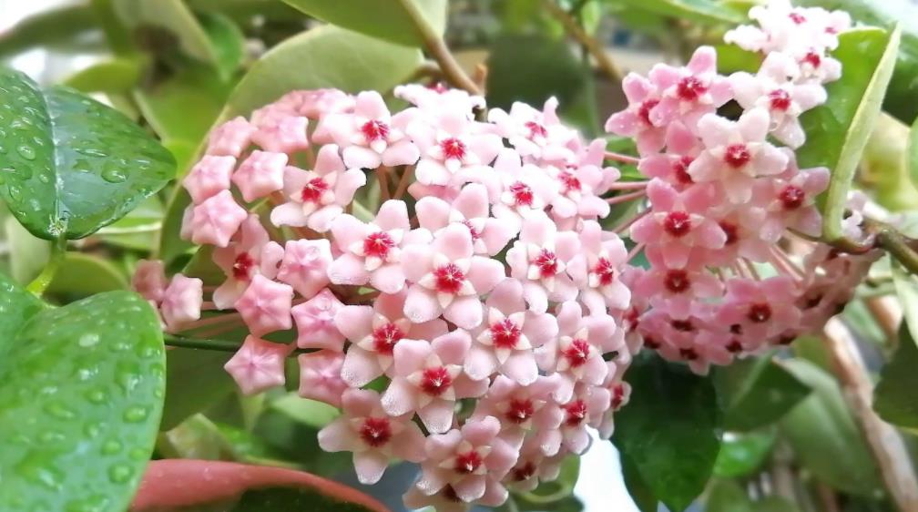 陽臺四季開花好養花卉推薦_適合陽臺一年四季開花_陽臺四季開花種植推薦