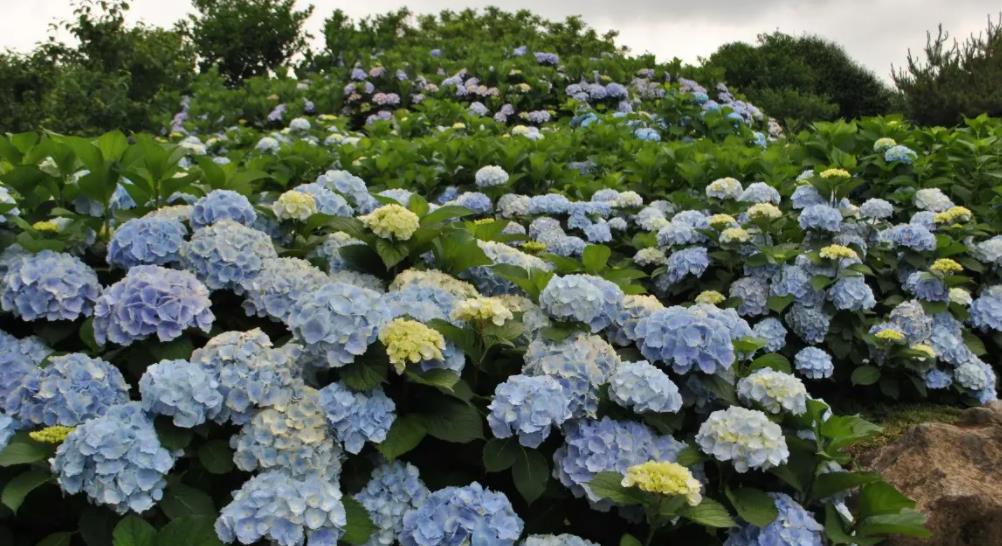 適合陽臺一年四季開花_陽臺四季開花種植推薦_陽臺四季開花好養花卉推薦