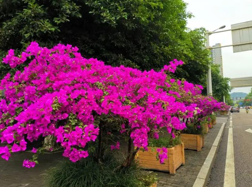 陽臺四季開花好養花卉推薦_適合陽臺一年四季開花_陽臺四季開花種植推薦