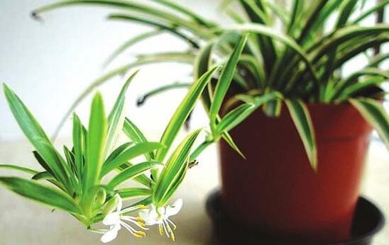 家里客廳養什么花最好，能旺客廳風水的十種花卉