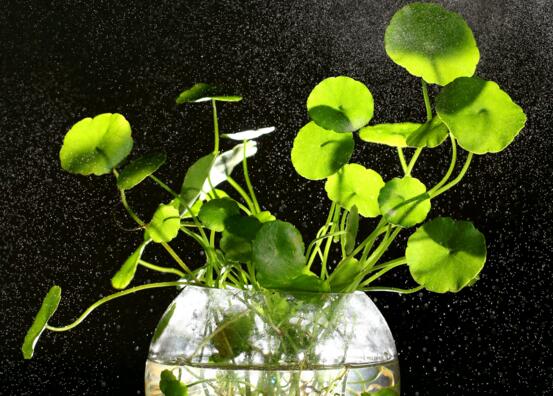 家中養(yǎng)綠植適合養(yǎng)什么花_適合家中養(yǎng)的綠植_家里養(yǎng)綠植養(yǎng)什么好