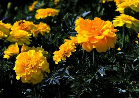 家里養(yǎng)綠植養(yǎng)什么好_家中養(yǎng)綠植適合養(yǎng)什么花_適合家中養(yǎng)的綠植