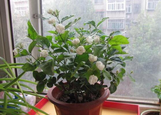 家里養(yǎng)綠植養(yǎng)什么好_家中養(yǎng)綠植適合養(yǎng)什么花_適合家中養(yǎng)的綠植