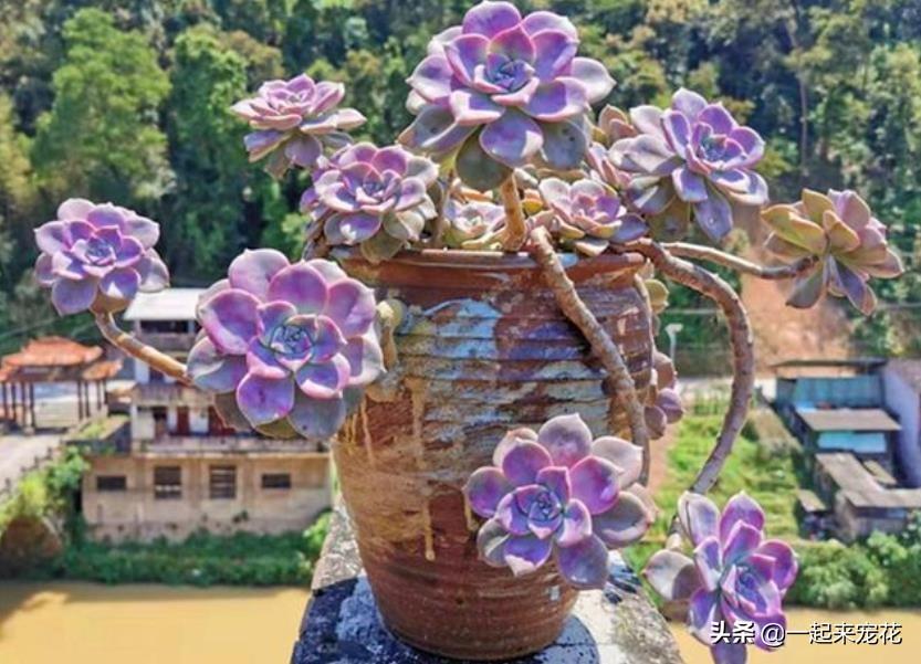 <strong>趁著還沒立冬，趕緊養盆多肉紫樂，皮實好養越曬越好看，值得擁有</strong>