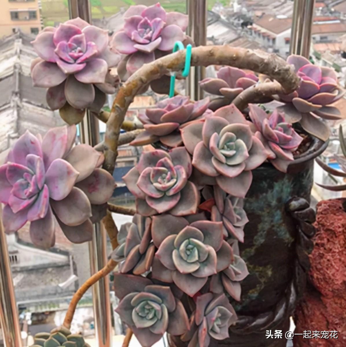 菲歐娜多肉好養嗎_海琳娜多肉好養嗎_戀曲多肉好養嗎