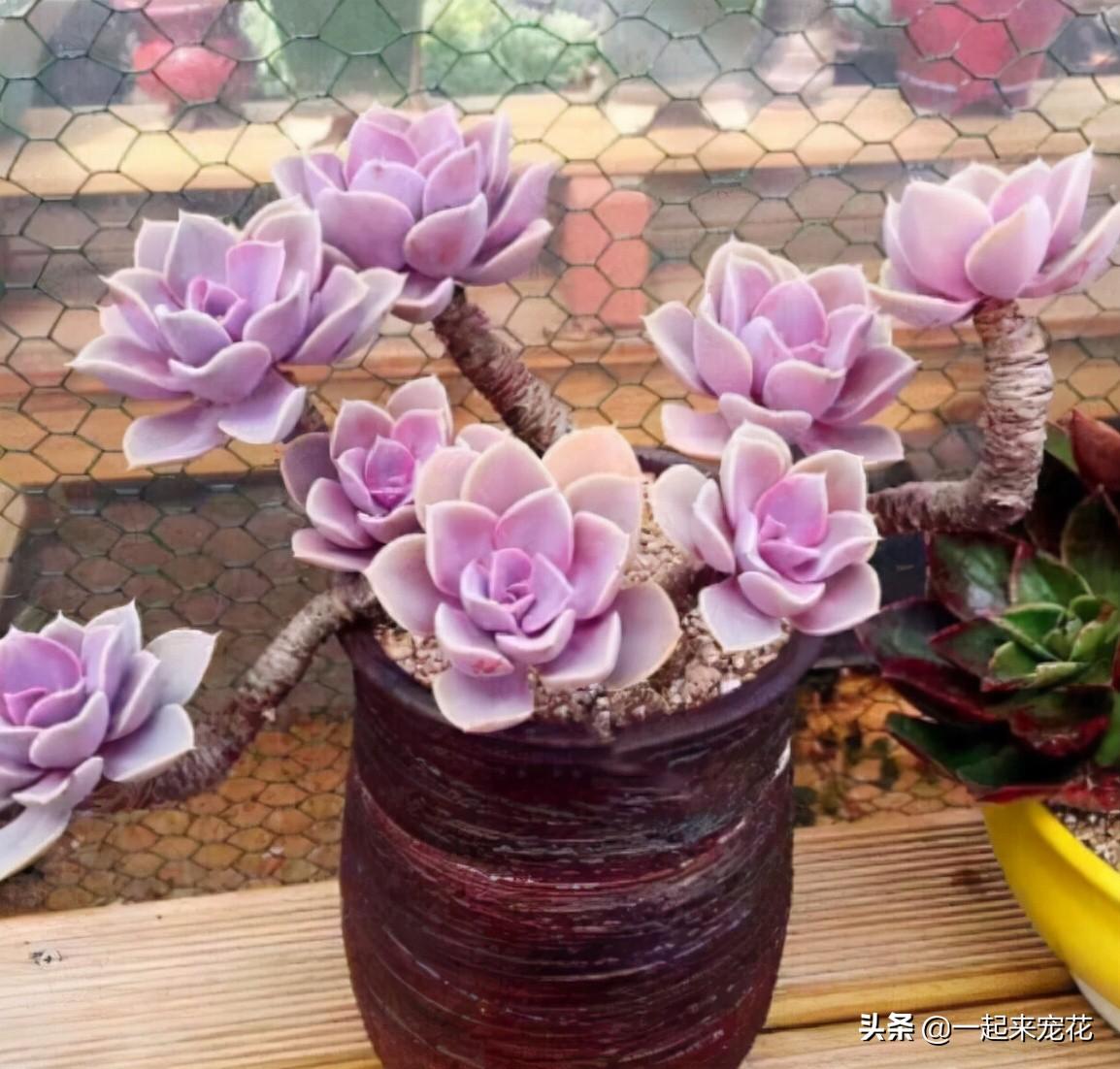 戀曲多肉好養嗎_菲歐娜多肉好養嗎_海琳娜多肉好養嗎