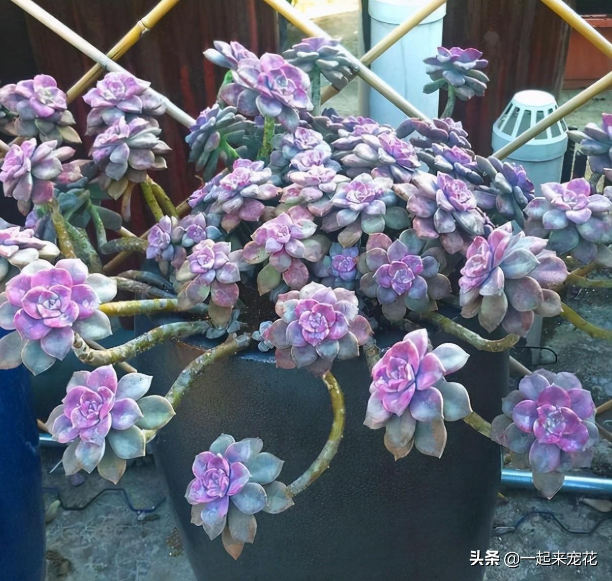 戀曲多肉好養嗎_菲歐娜多肉好養嗎_海琳娜多肉好養嗎