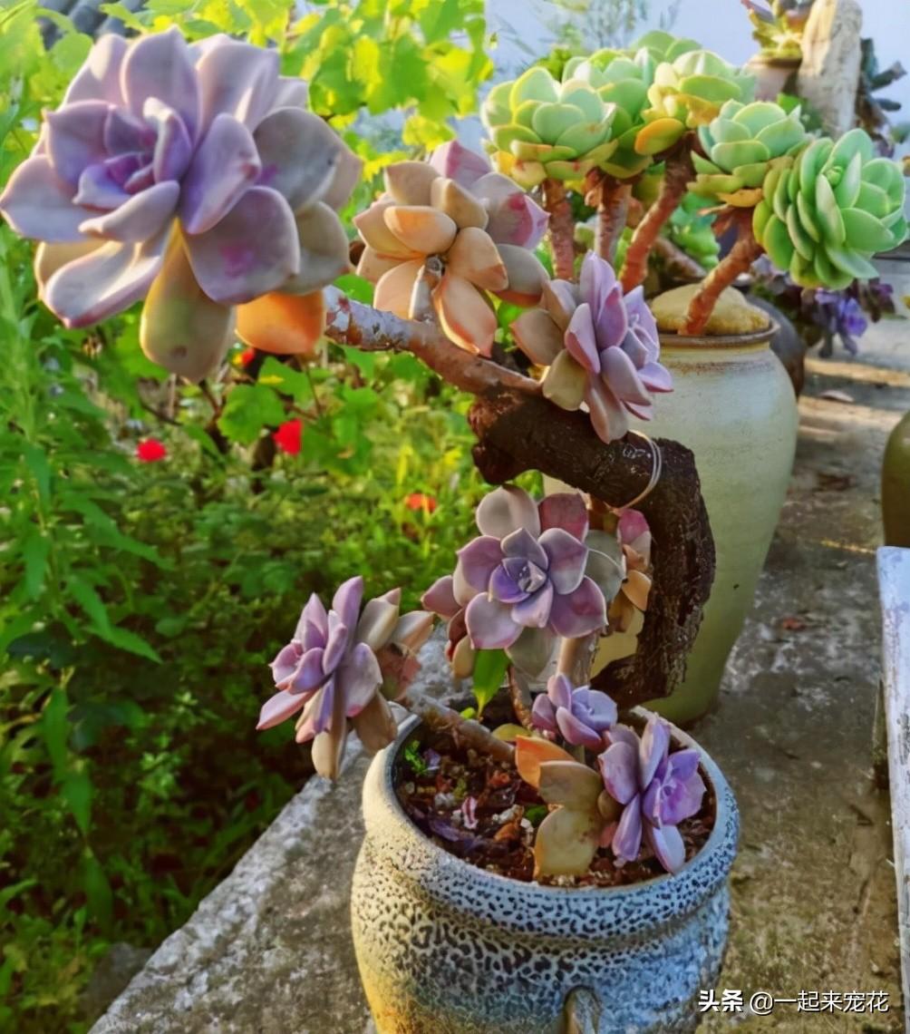 海琳娜多肉好養嗎_戀曲多肉好養嗎_菲歐娜多肉好養嗎